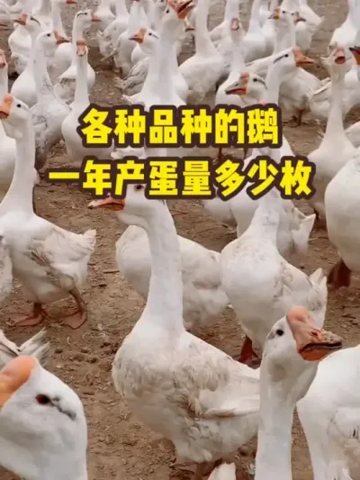 各种品种的鹅，年产蛋量多少枚#抖音三农#养鹅#养殖
