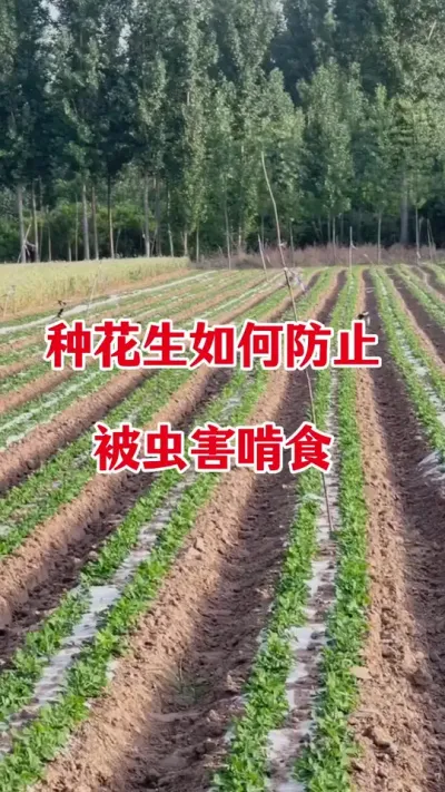 花生拌种都有哪些好处#花生种植 #花生拌种 #花生拌种剂 #拌种剂 #花生