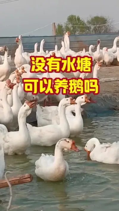 没有水塘，可以养鱼吗#抖音三农#养鹅#养殖
