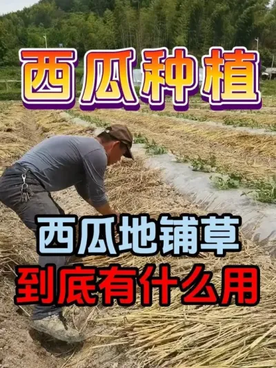 西瓜地铺草到底有什么用 #西瓜种植 #西瓜种植技术 #西瓜 #西瓜移栽 #西瓜管理