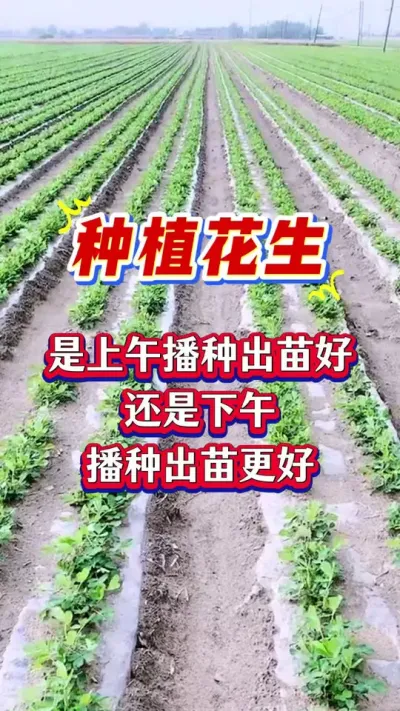 #花生拌种剂 #花生拌种 #拌种剂 #种子专用拌种剂 #花生种植