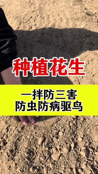 #花生拌种剂 #花生拌种 #拌种剂 #种子专用拌种剂