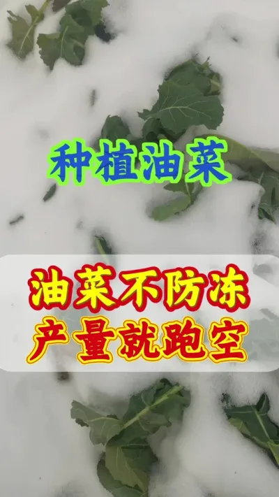 油菜怎样管理不受冻害#油菜防冻 #油菜冻害防治 #油菜冻害 #油菜高产种植 #油菜高产管理
