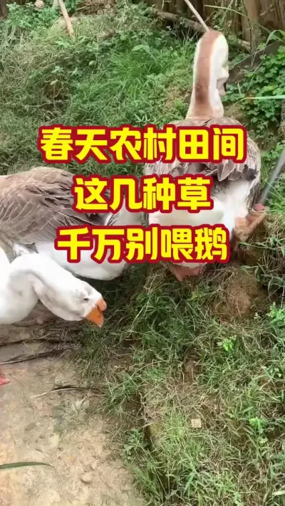 春天农村田间，这几种草，千万别喂鹅#抖音三农#养鹅#养殖