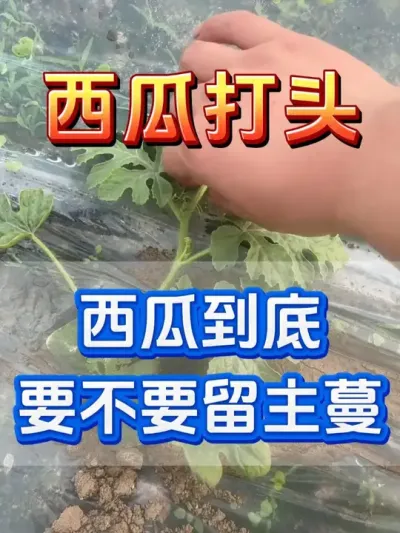 西瓜到底要不要留主蔓 #西瓜种植 #花芽分化 #西瓜坐瓜 #西瓜移栽 #西瓜管理