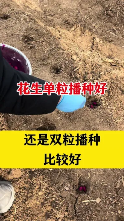 花生单粒播种比较高产，还是双粒播种比较高产#花生种植 #花生播种密度 #花生播种 #花生高产种植 #花生