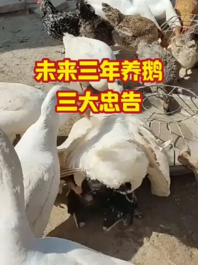未来三年养鹅，三大忠告#抖音三农#养鹅#养殖