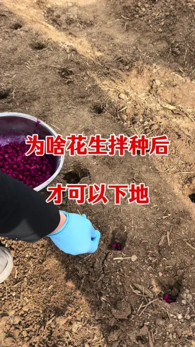 花生拌种后有哪些好处#花生种植 #花生拌种剂 #花生拌种 #拌种剂 #种子专用拌种剂