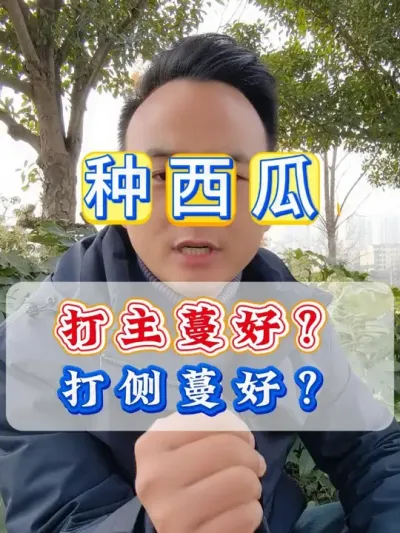 西瓜打主蔓好还是打侧蔓好 #西瓜种植 #西瓜种植技术 #种植小技巧 #大棚西瓜 #农业种植