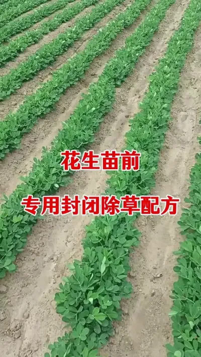 花生苗前封闭除草配方#花生种植 #花生苗前封闭除草剂 #花生苗前封闭 #封闭除草剂 #除草剂