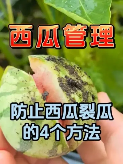 防止西瓜炸瓜的4个方法 #西瓜种植 #膨大增甜 #露天西瓜 #西瓜管理 #西瓜裂瓜