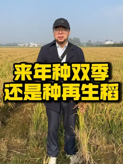 再生稻风险更低效益更高 来年你怎么选，是踏踏实实把双季种好，还是选择再生稻#三农 #农业技术推广 #水稻种植 #再生稻 #抖音助农