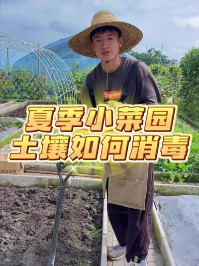 夏季小菜园土壤如何消毒？ #种植小技巧 #关注我一起学种菜 #家庭种植 #我的小菜园 #种菜