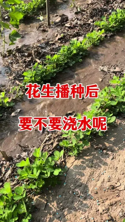 花生浇水施肥管理#花生种植 #花生底肥 #花生颗粒硼肥 #花生施肥 #花生种植管理技术