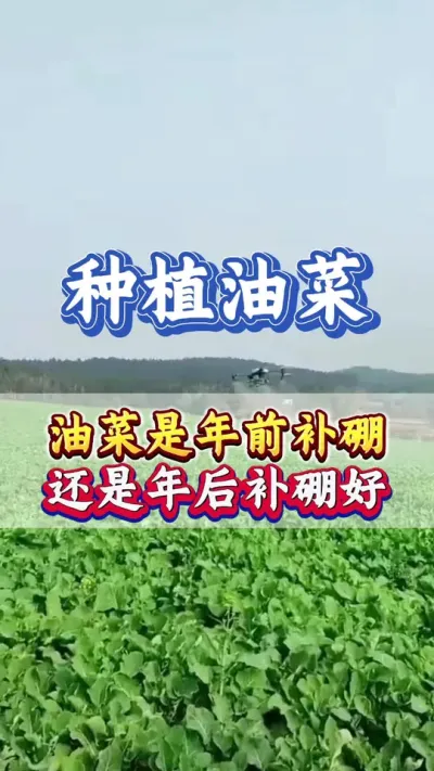 油菜是什么时候喷施硼肥效果好#油菜硼肥 #油菜流体硼肥 #油菜硼肥什么时候用 #油菜种植管理 #硼肥的功效与作用