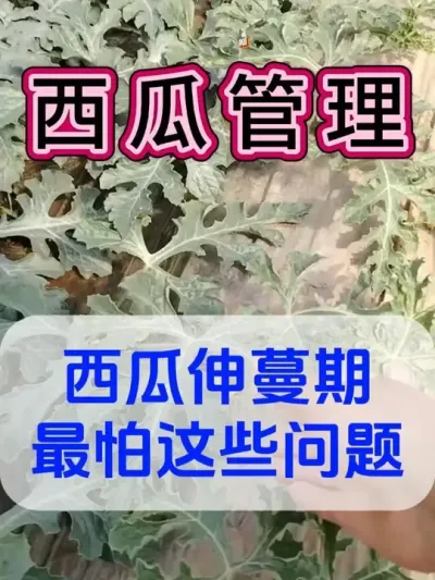 西瓜伸蔓期这一步一定要做 #西瓜种植 #花芽分化 #膨大增甜 #西瓜移栽 #西瓜管理