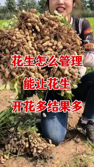花生怎样管理开花多结果多#花生种植 #花生高产叶面肥 #花生高产 #花生膨大粒粒饱 #花生高产种植