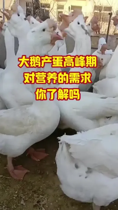 大鹅进入产蛋高峰期，对营养的需求，你了解吗#抖音三农#养鹅#养殖