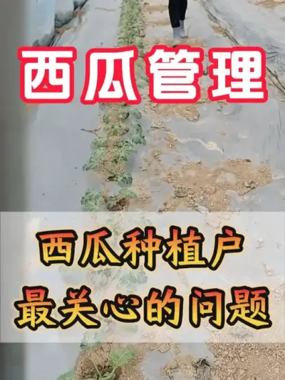 西瓜种植户最关心的问题 #西瓜种植 #花芽分化 #西瓜坐瓜 #西瓜移栽 #西瓜管理
