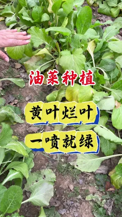 油菜黄叶烂叶一喷就绿#油菜黄叶红叶一喷灵 #油菜高产管理 #油菜黄叶红叶 #油菜种植 #油菜高产管理技术
