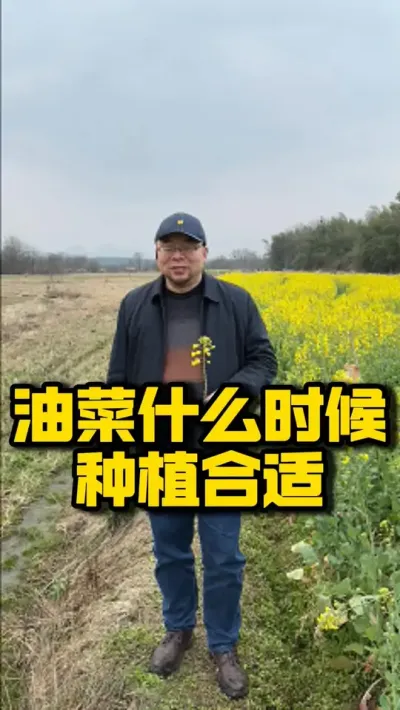油菜什么时候种植合适 #种之道  #油菜种植 #春耕进行时 #高产 #新农人