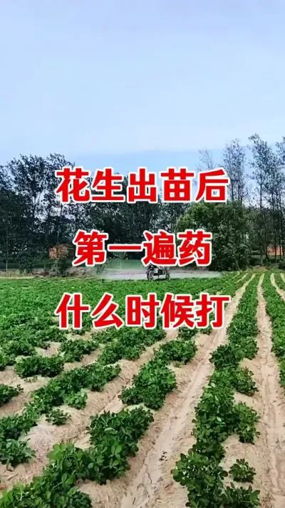 花生出苗后第一遍药具体什么时候打效果好#花生种植 #花生高产 #花生高产叶面肥 #花生第一遍药 #花生膨大粒粒饱