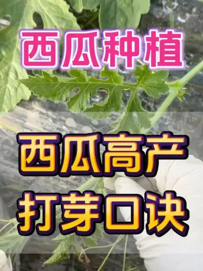 西瓜打芽口诀 #西瓜种植 #西瓜打头 #西瓜打芽 #西瓜移栽 #西瓜管理