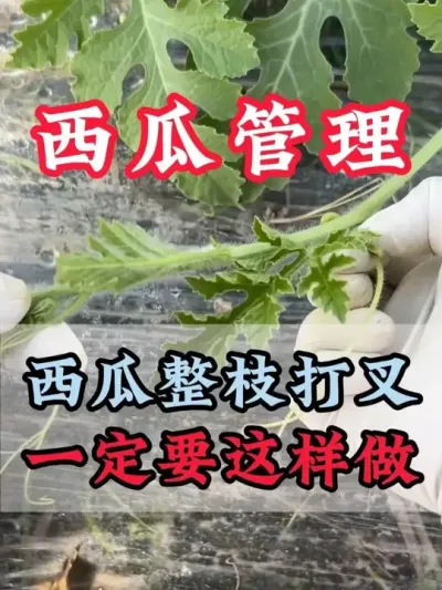 西瓜整枝打叉一定要这样做 #西瓜种植 #膨大增甜 #露天西瓜 #西瓜管理 #助力农业
