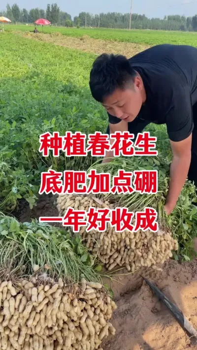 花生底肥怎么选#花生种植 #花生底肥 #花生高产种植 #颗粒硼肥 #颗粒硼
