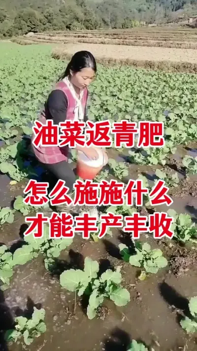 油菜返青肥什么时候喷施#油菜种植 #油菜高产叶面肥 #油菜猛涨增产宝 #油菜 #三农