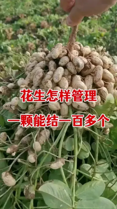 花生种植怎样管理接的多#花生种植 #花生高产种植 #花生高产叶面肥 #花生膨大粒粒饱