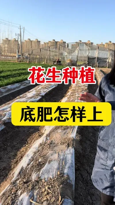 花生底肥怎样上#花生种植 #花生底肥 #花生施肥 #花生高产种植 #种花生