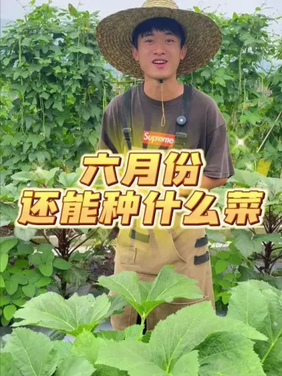 六月份还能播种哪些蔬菜？ #种植小技巧 #关注我一起学种菜 #家庭种植 #我的小菜园 #种菜