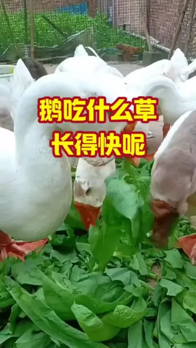 鹅吃什么草，长得快呢#抖音三农#养鹅#养殖