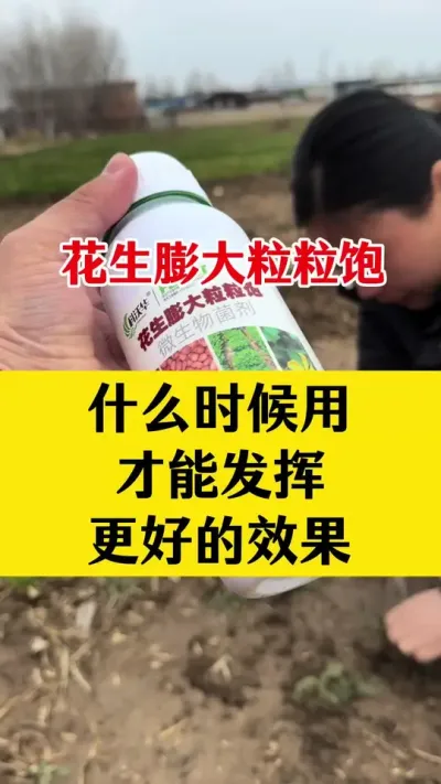 花生增产叶面肥，什么时候用效果好#花生种植 #花生高产叶面肥 #花生高产 #花生膨大粒粒饱 #花生高产种植