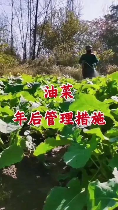 油菜年后管理措施#油菜一喷三防 #油菜病虫害防治 #油菜种植 #油菜种植管理 #油菜种植油菜专用肥