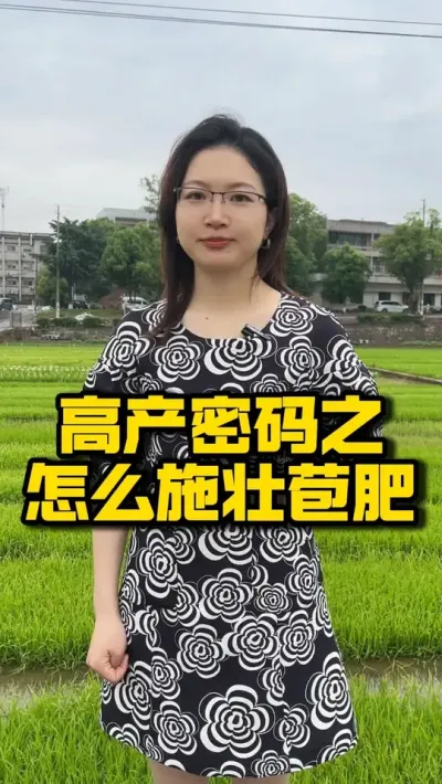 高产密码之怎么施壮苞肥 #种之道  #水稻种植技术 #高产 #新农人计划 #壮苞肥