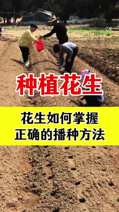 #花生拌种剂 #花生拌种 #拌种剂 #花生种植 #种子专用拌种剂