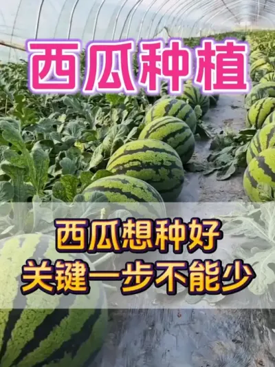 西瓜想种好，关键一步少不了 #西瓜种植 #西瓜种植技术 #种植小技巧 #大棚西瓜 #瓜农不容易
