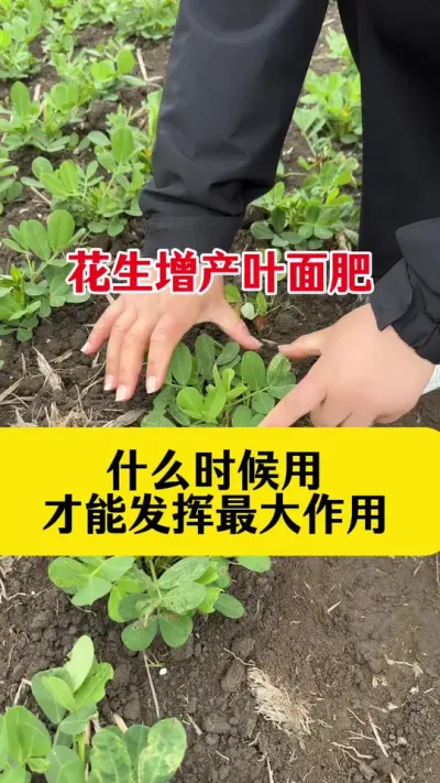 #花生高产种植 #花生膨大粒粒饱 #花生高产叶面肥 #花生种植 #花生高产管理配方