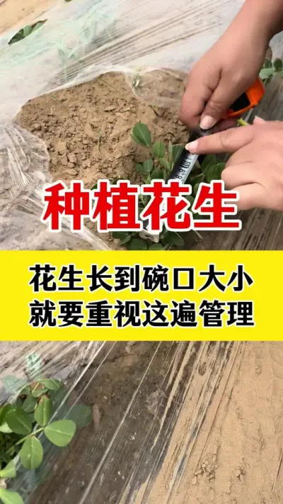 花生出苗后的高产管理#花生种植 #花生高产管理 #花生高产配方 #花生高产叶面肥 #花生膨大粒粒饱
