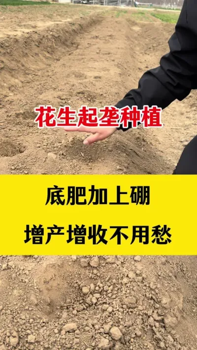 花生起垄种植，底肥加上硼，增产增收不用愁#花生起垄种植#花生种植#花生底肥 #花生颗粒硼肥 #花生高产种植
