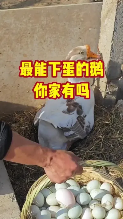 最能下蛋的鹅，你家有吗#抖音三农 #养鹅#养殖