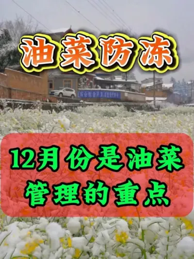 12月份是油菜管理的重点 #油菜种植 #农业种植 #植物抗寒防冻剂 #植物防冻液 #助力农业