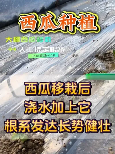 西瓜浇水加上它根系发达长势健壮 #西瓜种植 #西瓜种植技术 #种植小技巧 #无限回购的宝藏单品 #抖音商城大牌钜惠