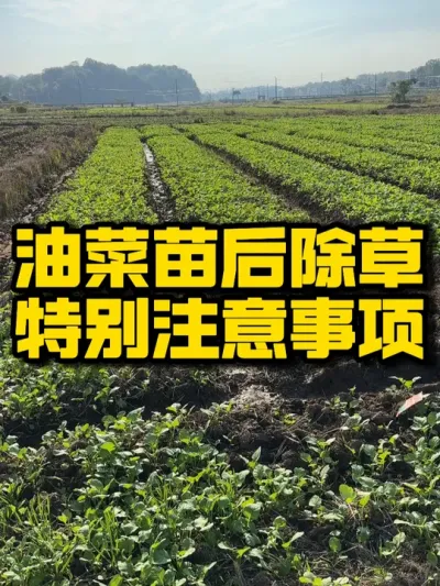 苗后除草注意事项 你知道吗？#三农 #农业技术推广 #油菜 #病虫草害防治 #种植技术推广