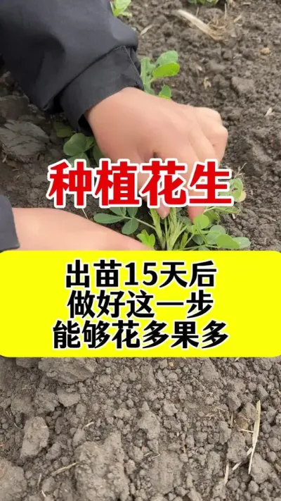 花生出苗后一定要做好这一步#花生种植 #花生高产种植 #玉米高产叶面肥 #花生膨大粒粒饱 #花生高产