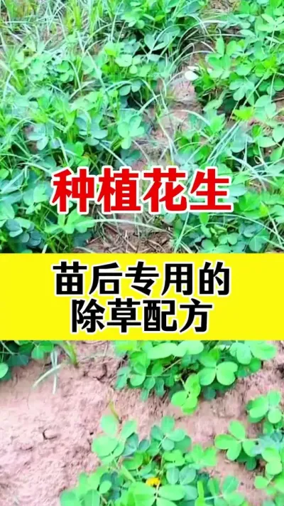 花生苗后除草配方#花生种植 #花生苗后除草剂 #花生苗后 #除草剂 #花生苗后除草
