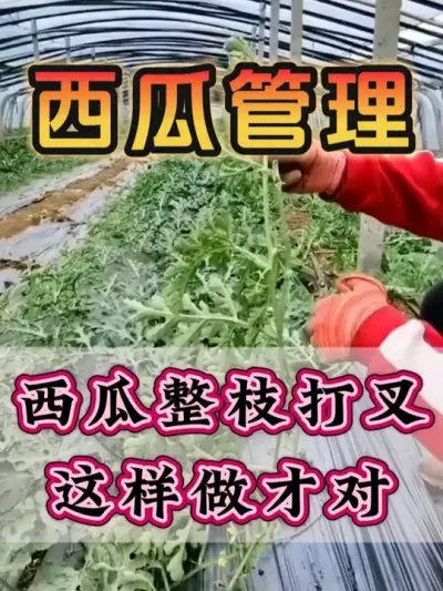 西瓜整枝打叉这样做才对 #西瓜种植 #花芽分化 #西瓜坐瓜 #西瓜移栽 #西瓜管理
