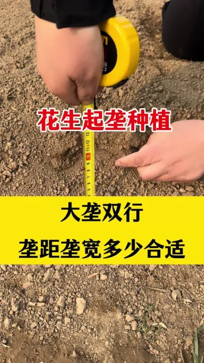 花生起垄种植大垄双行，应该多少合适#花生种植 #花生起垄种植 #花生底肥 #花生颗粒硼肥 #花生施肥